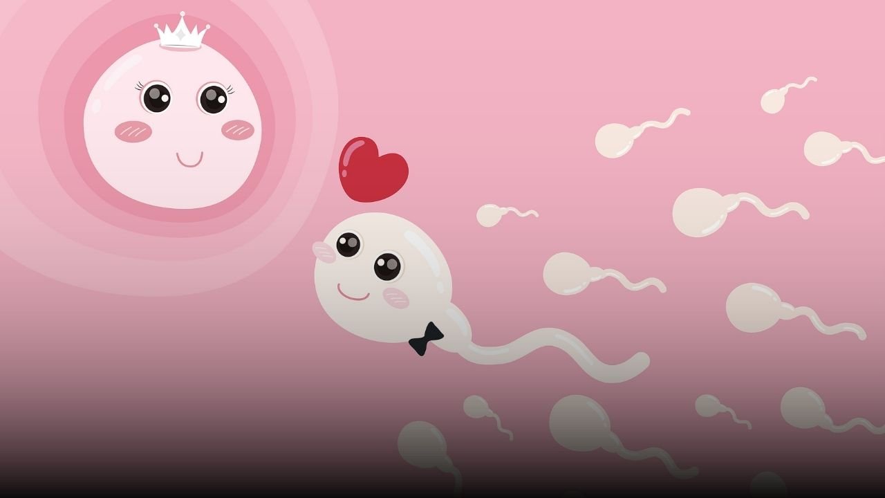 Sperm Nerede Üretilir Anatomi